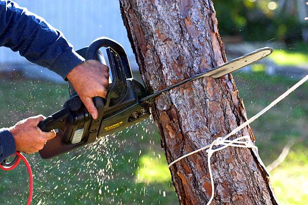 Tree and Shrub Care in Huntington Park, CA