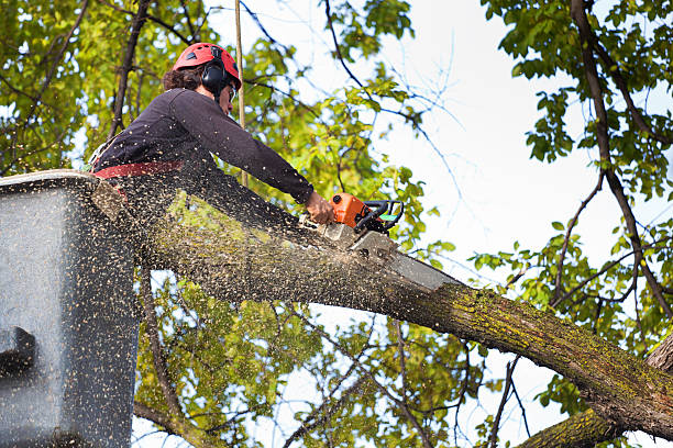 How Our Tree Care Process Works  in  Huntington Park, CA